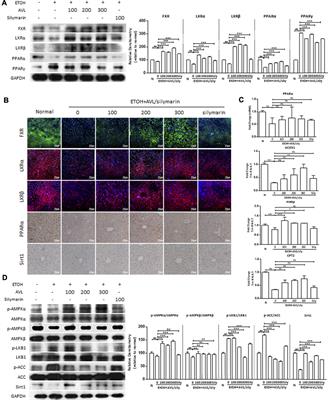 Allium victorialis L. Extracts Promote Activity of FXR to Ameliorate Alcoholic Liver Disease: Targeting Liver Lipid Deposition and Inflammation